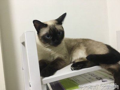 关于暹罗的座右铭