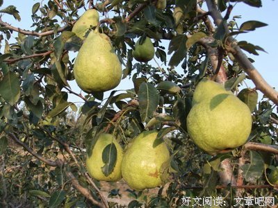 汉姆的句子