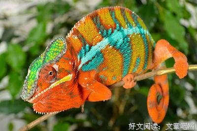 为什么总有动物要骗婚｜大象公会