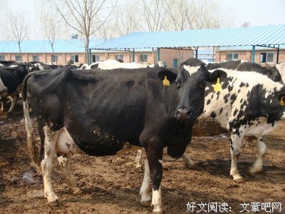关于明美的语句