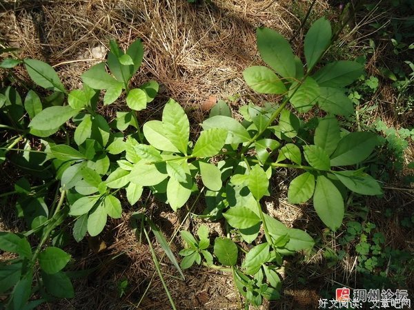 《人参王国》观后感10篇