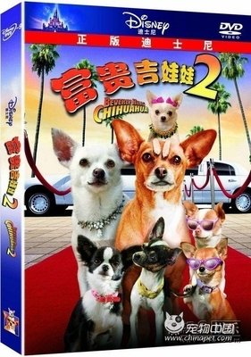《富贵吉娃娃》的观后感10篇