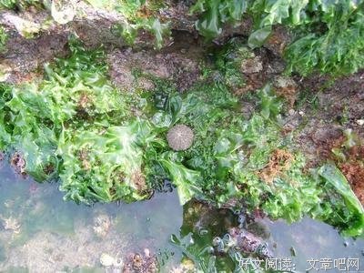 海殇？的读后感10篇