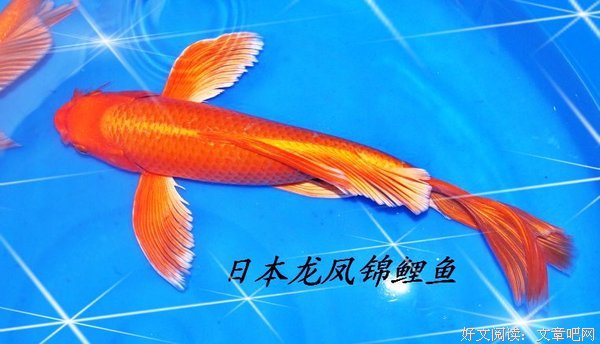 经理大人，您的锦鲤请查收