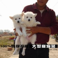 最全的《银狐》佳句摘抄