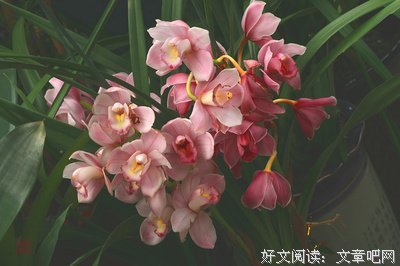 关于美言佳句的句子