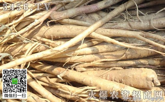 最新的桔梗的格言