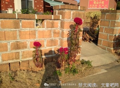 果果经典的句子