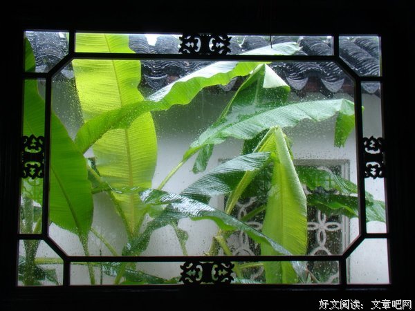 雨向样芭蕉经典的句子