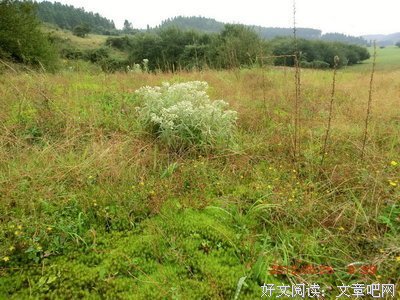 【七夕约会术】你早点看到这篇，网聊就不会见光死了