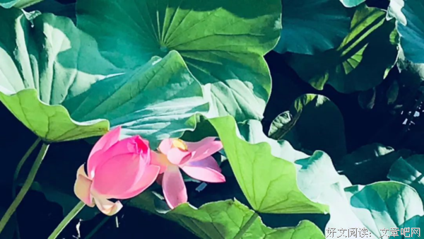 梁实秋：散步一定在清晨 