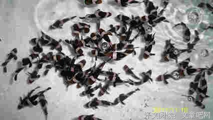 鱼死网破的名句_关于鱼死网破的名句
