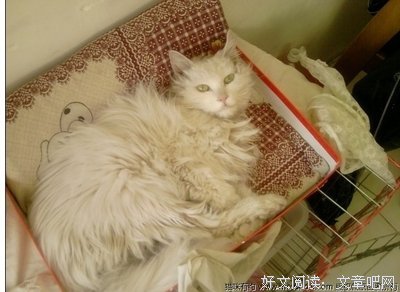 大白走了