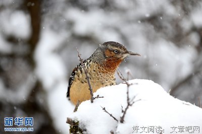 雪中语录