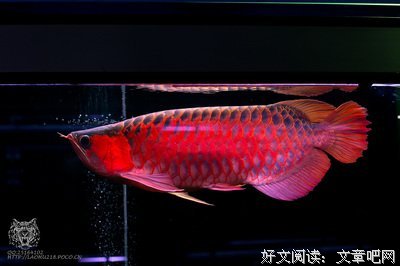 有关王妖妃的美句摘抄