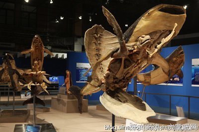 《海猿》经典观后感10篇