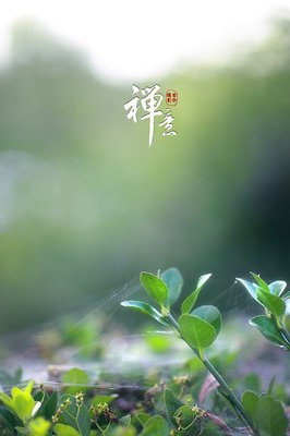 不染红尘的句子