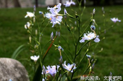 紫兰花开名句欣赏