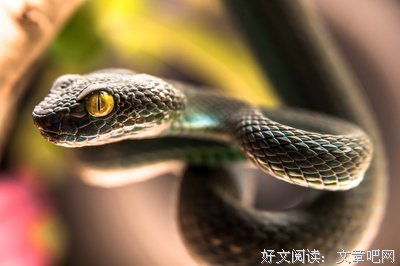 哈利波特的语句摘抄_关于哈利波特的语句