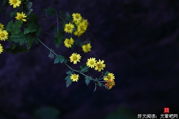 遇到的句子