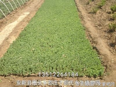 邵氏子只少名言
