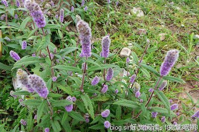 关于密花x名言