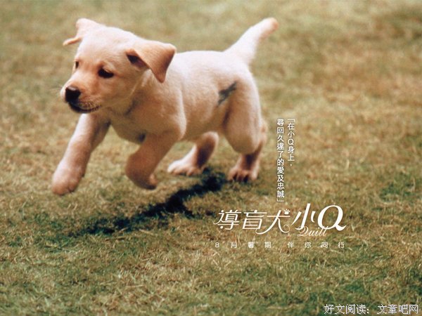 我有一只狗，一生一起走。