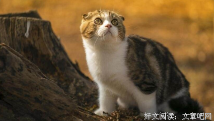 低下的句子