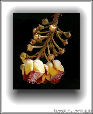 菩提花好词好句