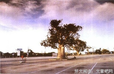 关于维姆·文德斯的唯美语录