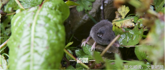 最经典的《发那物种官赐福》经典句子