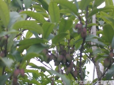 《鬼龙院花子的一生》的观后感10篇