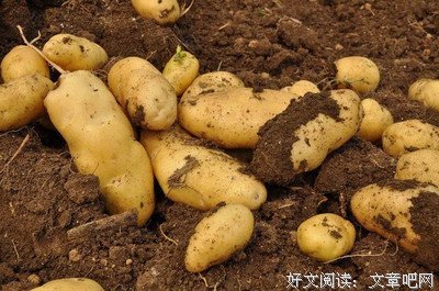 吃土豆的人，一定要看看，错过就太亏了！