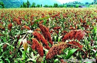 莫言好词好句