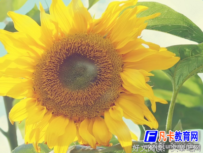 关于波谲云诡的格言