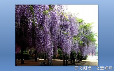 关于藤萝为枝经典句子