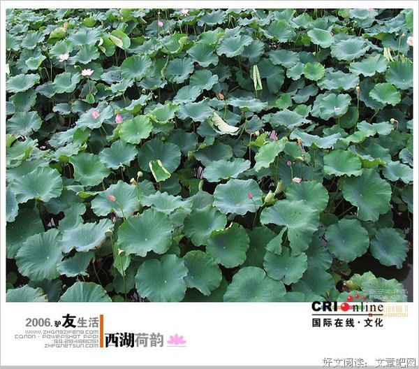 pzj的名句