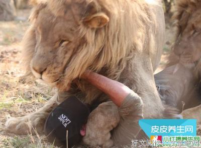 《梦见狮子》名句欣赏