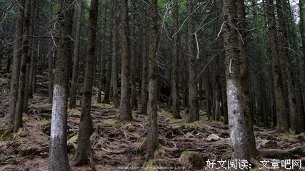 关于云杉的名句摘抄