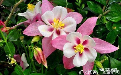 关于不清楚名句欣赏