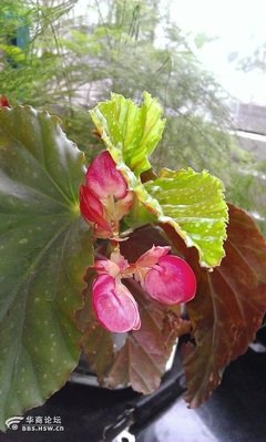 最全的《春逝》名句欣赏大全