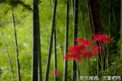江湖凶猛读后感10篇