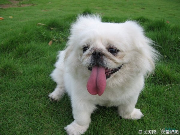 关于狗子的座右铭