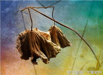 朗诵：残荷