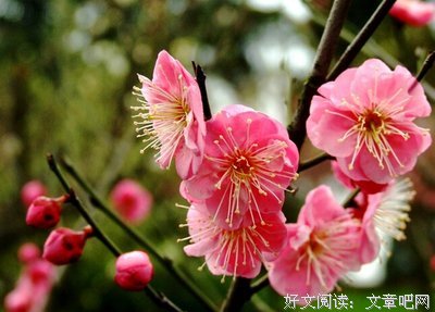 恶地种花经典的句子
