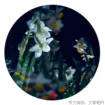 冰水仙名句欣赏