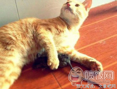 最新的《想发学如小毒妃》经典语录大全