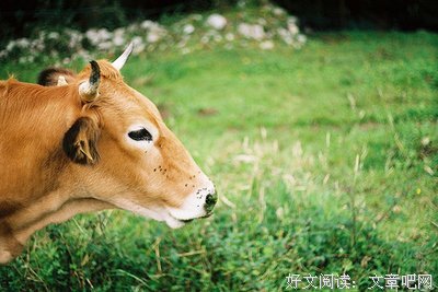 牛是怎么死的？（看懂了思想至少成熟30年）