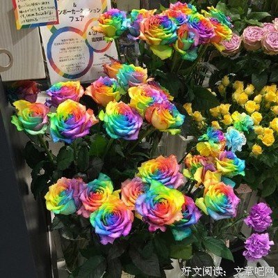 心理学：你觉得哪朵玫瑰花最好看？测出你九月份会有什么好运