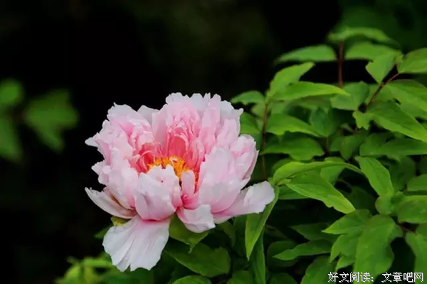 夜读：此生，无悔与你相遇